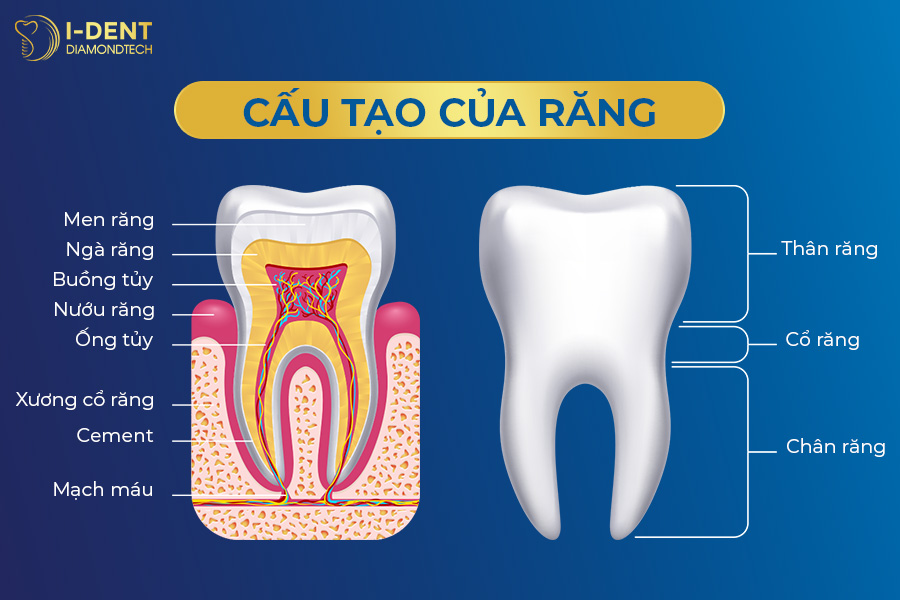 mài răng có ảnh hưởng thần kinh không